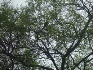 CIMG0522